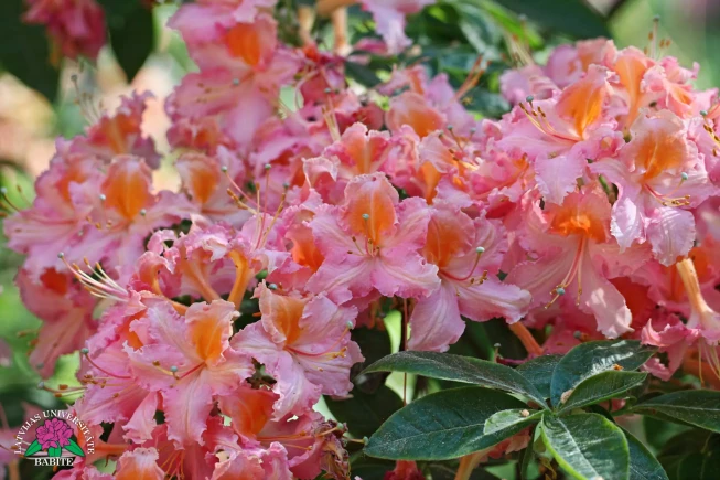 Rhododendron   'Rundāle'